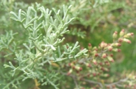 Artemisia herba-alba, Asso, Artemisa blanca. Ontina. 3