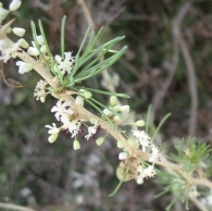 Asparagus albus L.. Esparraguera blanca. Esparraguera de piedra. Esp�rrago amarguero 3