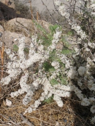 Asparagus albus L.. Esparraguera blanca. Esparraguera de piedra. Esp�rrago amarguero 2