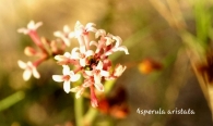 Asperula aristata L. fil. subsp. scabra 2