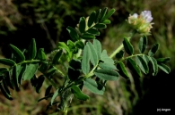Astragalus echinatus 2