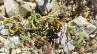 Astragalus hamosus L. 3