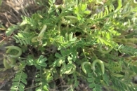 Astragalus hamosus L. 4