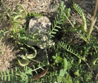 Astragalus hamosus L.