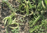 Astragalus hamosus L. 2