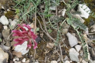 Astragalus incanus L., Astrágalo 3