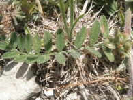 Astragalus sesameus 3
