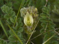Astragalus turolensis 2
