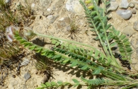 Astragalus turolensis Pau. 6