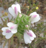 Bellardia trixago (L.) All., Gallocresta, Bartsia trixago L., Trixago apula Stev. 6
