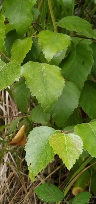 Betula pubescens ABEDUL URKIA 4
