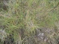 Brachypodium retusum (Pers.) Beauv, Last�n 3