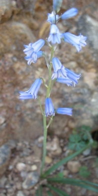 Brimeura amethystina (L.) Chouard., Hyacinthus amethystinus L., JACINTO 4