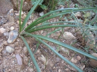 Brimeura amethystina (L.) Chouard., Hyacinthus amethystinus L., JACINTO 3