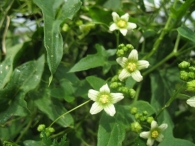 Bryonia dioica (L.) Jacq., Nueza blanca 7