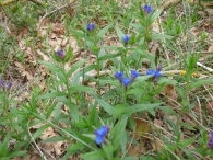 Buglossoides purpurocaerulea (L.) I.M.Johnst, Mijo del sol de flor azul