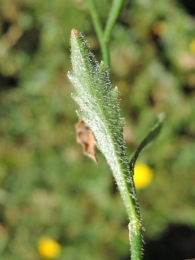 Campanula rotundifolia subsp. hispanica 3