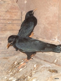 Cuervo/Corvus corax