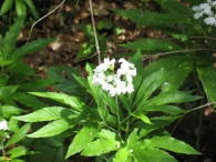 Cardamine heptaphylla (Vill.) OE Schulz. Dentaria de siete hojas 5