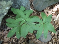 Cardamine heptaphylla (Vill.) OE Schulz., Dentaria de siete hojas, Canudera.