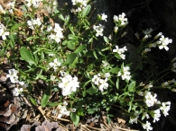Cardamine resedifolia L., Murbeckiella pinnatifida (Lam.) Rothm., Arabis pinnatifida Lam. 2