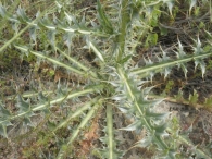 Carduus vivariensis 8