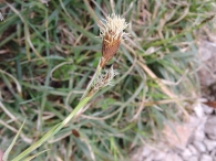 Carex brevicollis
