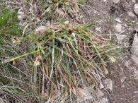 Carex brevicollis 2