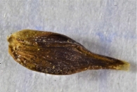 Semilla de Carex davalliana