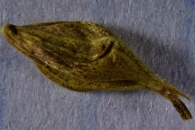 Semilla de Carex distans