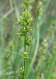 Carex divulsa subsp. leersii (Kneuck.) W. Koch. 5