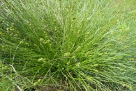 Carex echinata Murray.
