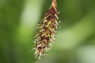 Carex frigida 5