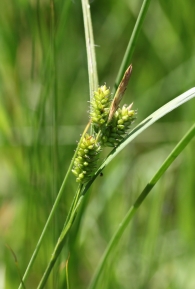 Carex pallescens 3