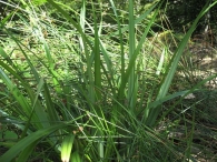 Carex pendula Huds. 2