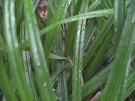 Carex pendula Huds., Carex, Juncia 2