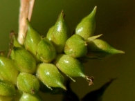 Carex punctata 3