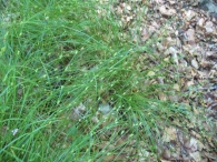 Carex remota L., La cespitosa