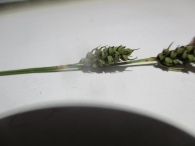 Carex tomentosa 2