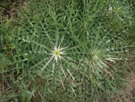 Centaurea calcitrapa L. ROSETA BASAL.