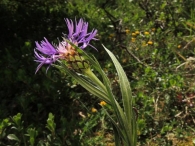 Centaurea triumfetti 2