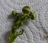 Matricaria discoidea DC.,Chamomila suaveolens (Pursh) Rydb., Artemisia matricarioides. Manzanilla sin pétalos 5