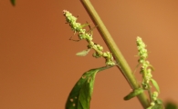 Chenopodium polyspermum Cenizo de muchas semillas 3