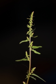 Chenopodium polyspermum. Cenizo de muchas semillas.