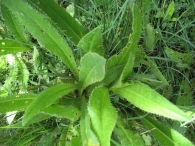 Cirsium monspessulanum (L.) Hill., Cardo de acequia 5