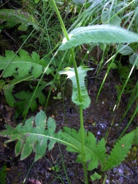 Cirsium oleraceum (L.)