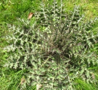Cirsium palustre (L.) Scop., Cardo de los pantanos.