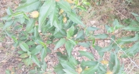 Cistus laurifolius L. Jara con hojas de laurel. 4