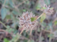 Clinopodium vulgare L., Calamintha vulgaris (L.) Druce, Clinopodio 10