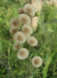 Conyza bonariensis (L.) Cronq., Erigeron bonariensis L., Coniza